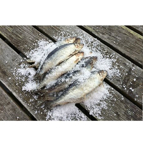 Agn, Saltat Sill 10kg